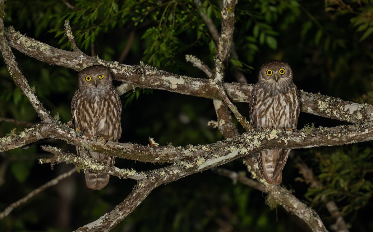 Barking Owl - ML644022633