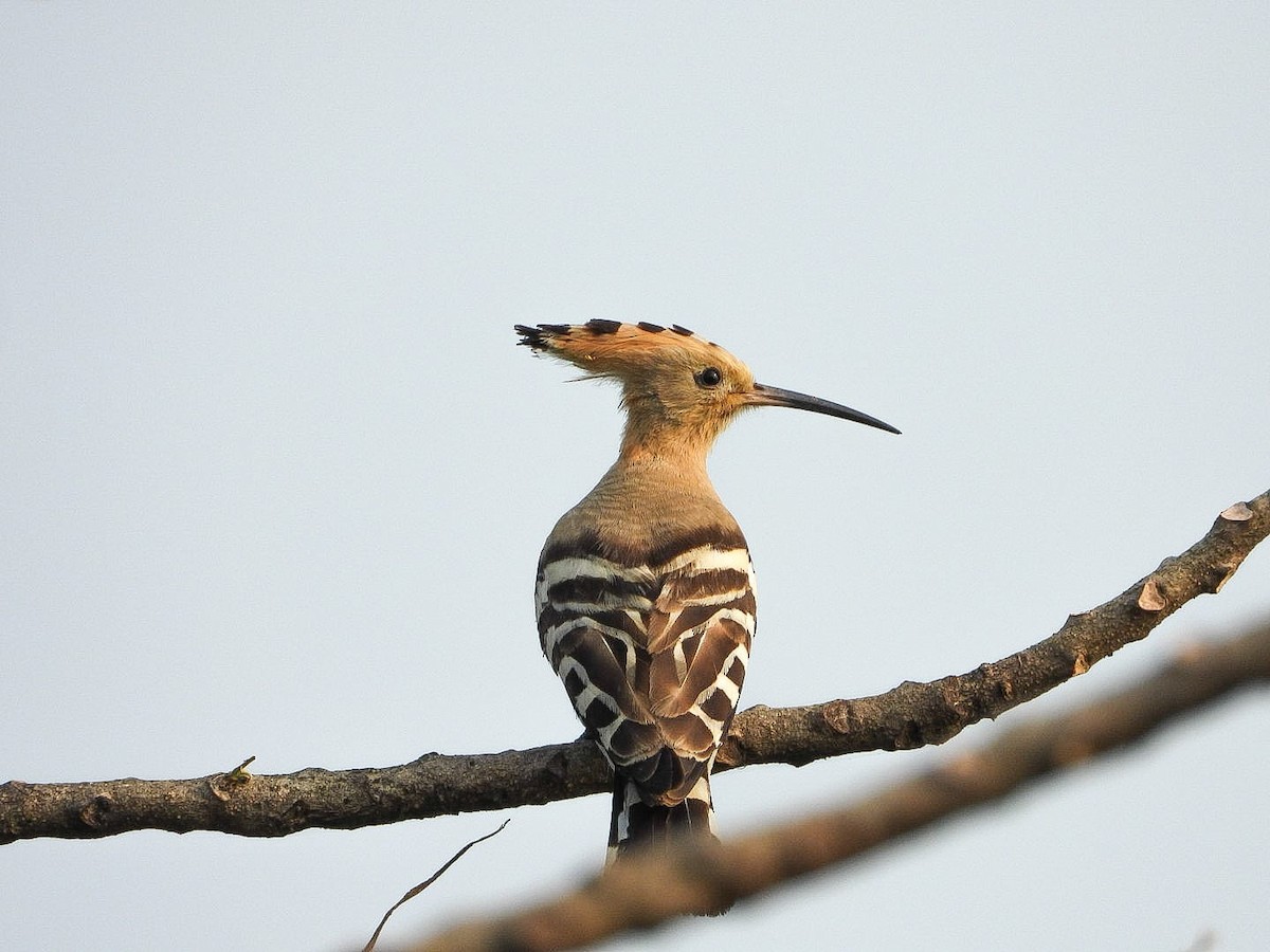 Eurasian Hoopoe - ML644022634