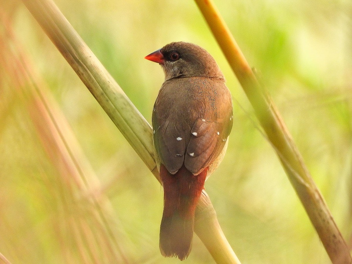 Bengali rouge - ML644022636