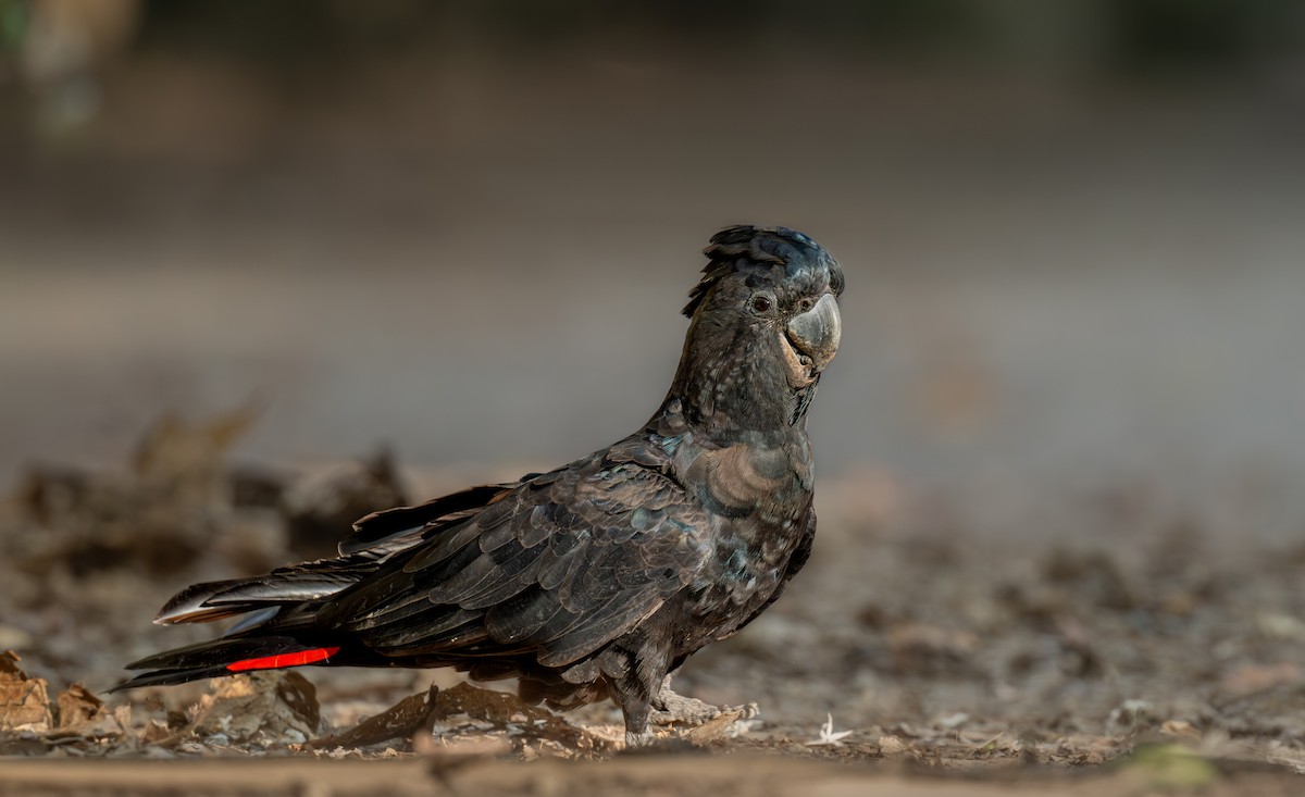 Red-tailed Black-Cockatoo - ML644022641