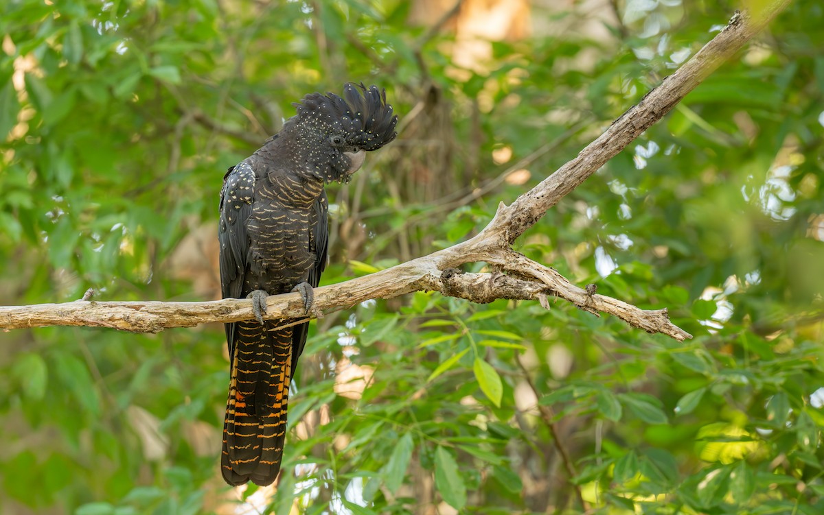 Red-tailed Black-Cockatoo - ML644022642