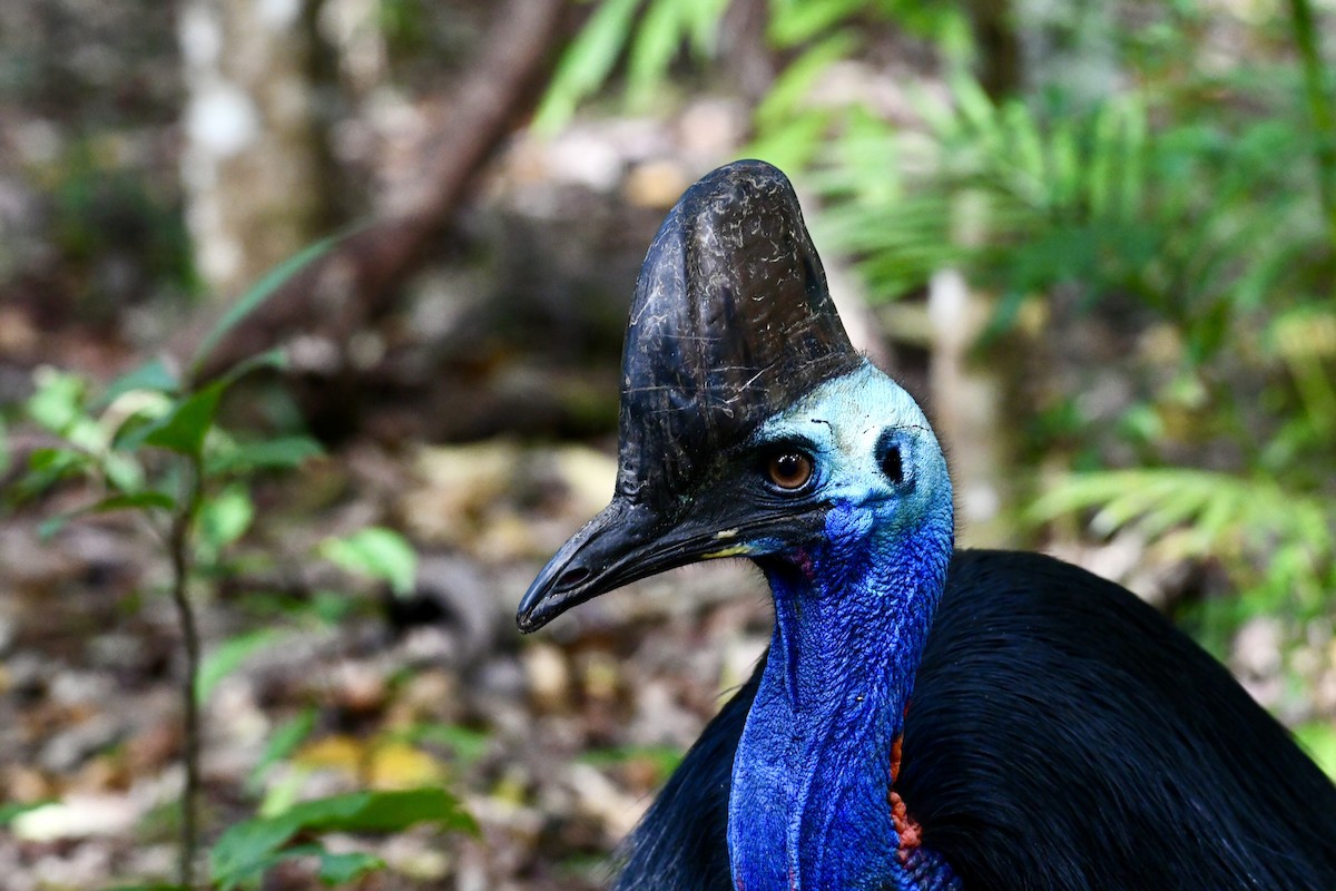 Southern Cassowary - ML644022656