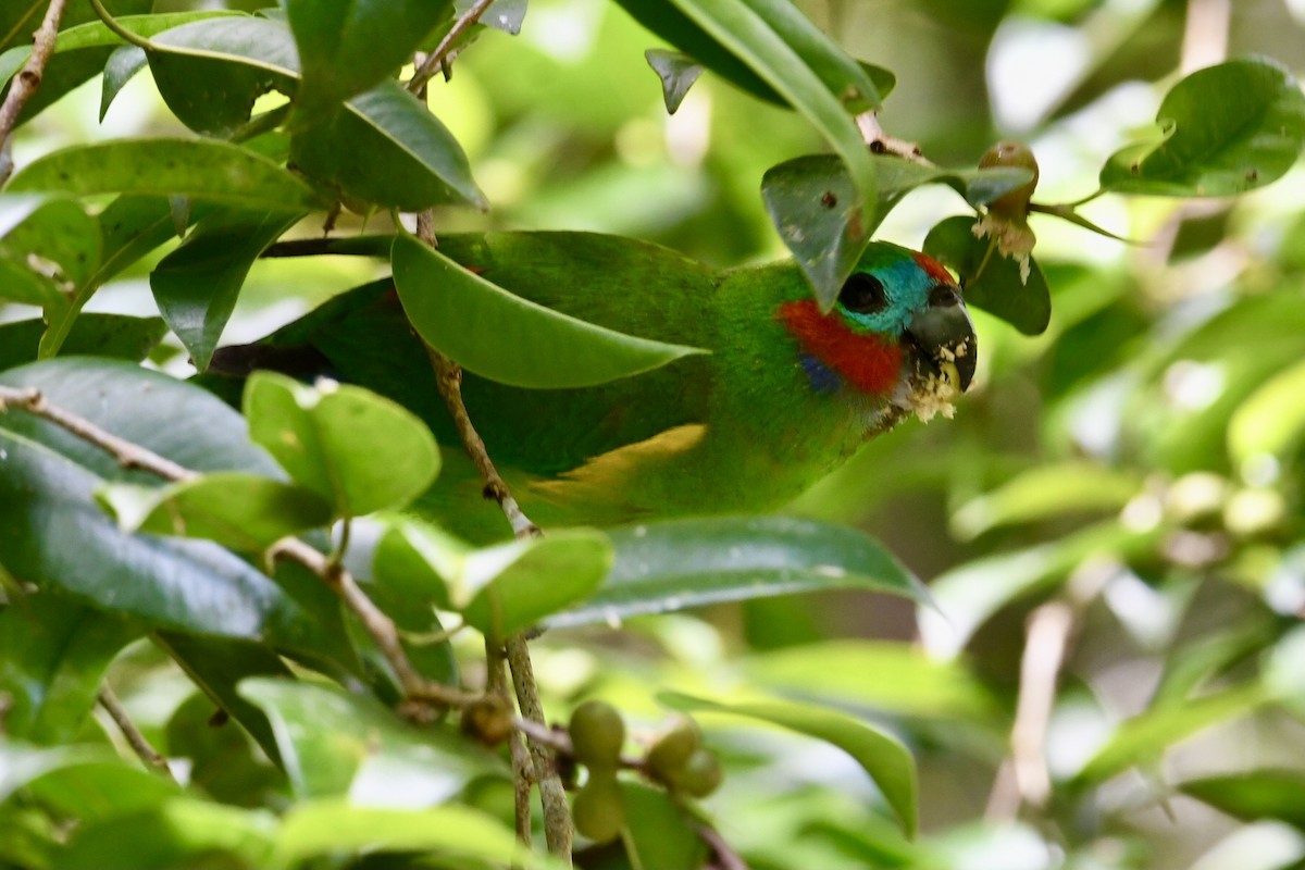 Double-eyed Fig-Parrot - ML644022661