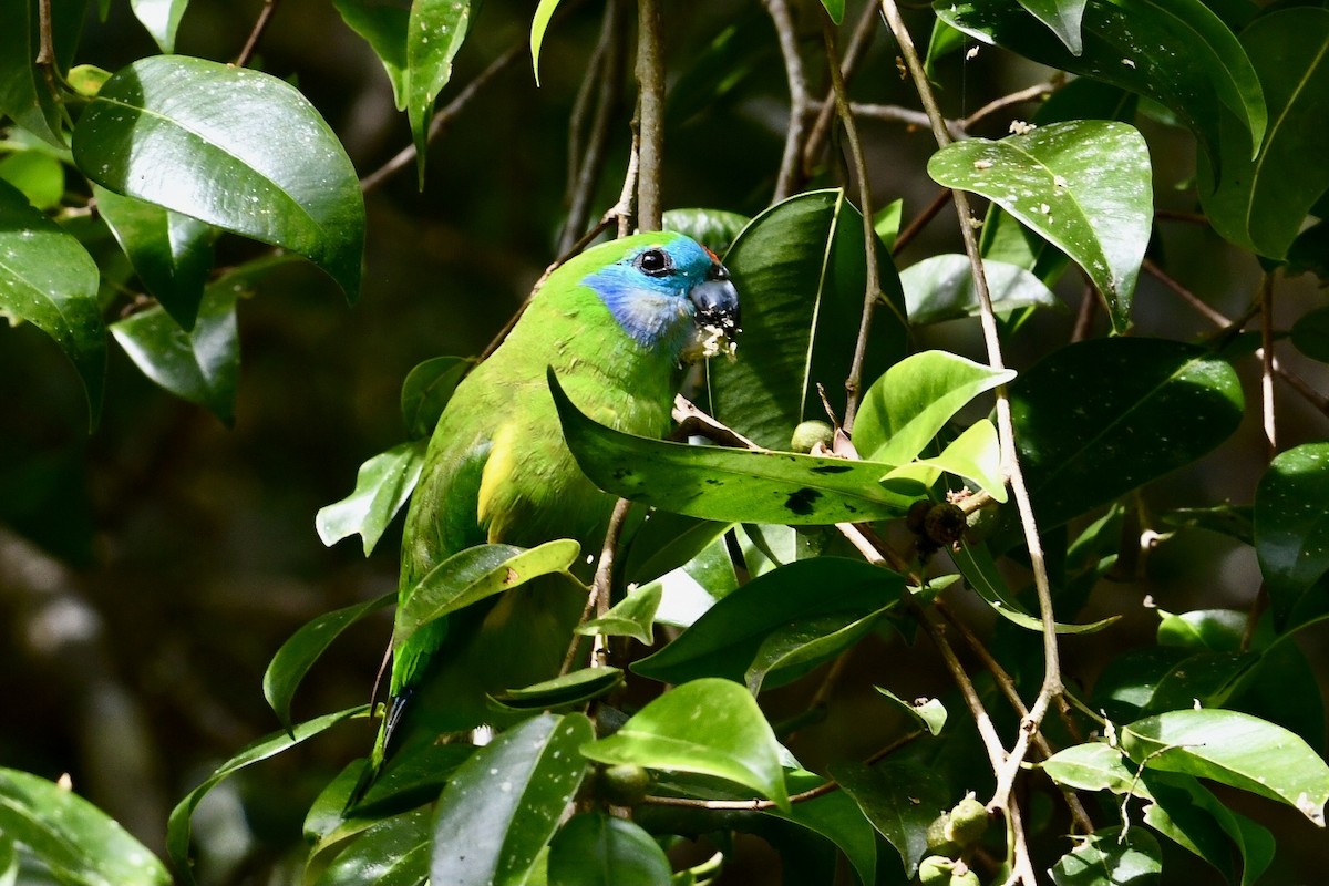 Double-eyed Fig-Parrot - ML644022662