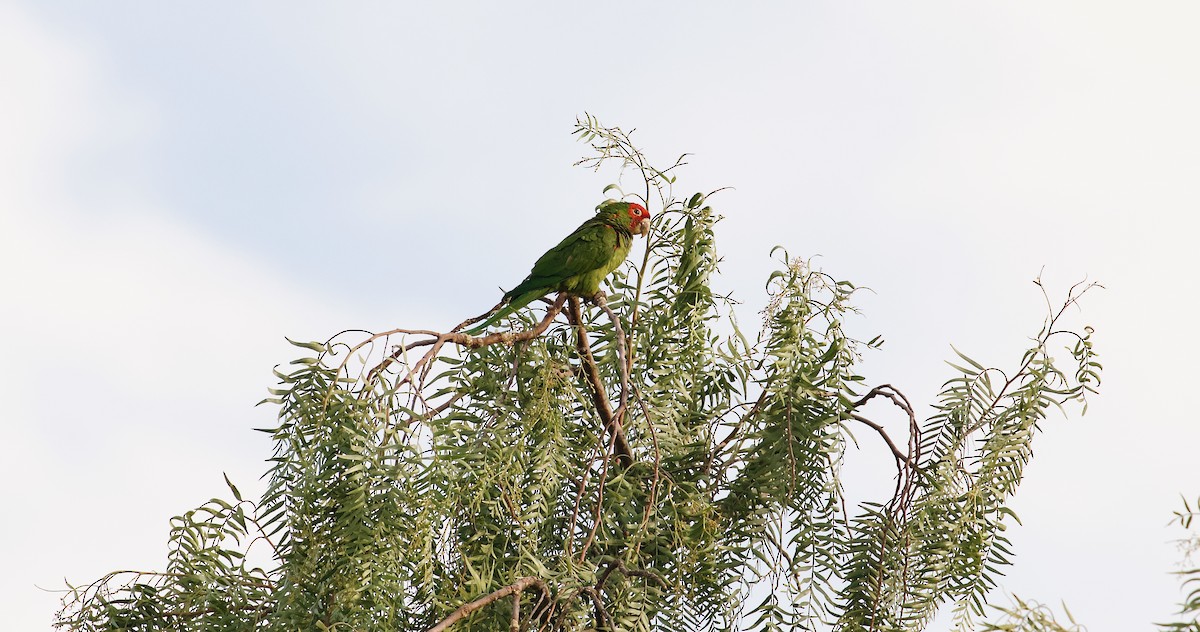 Red-masked Parakeet - ML644022691