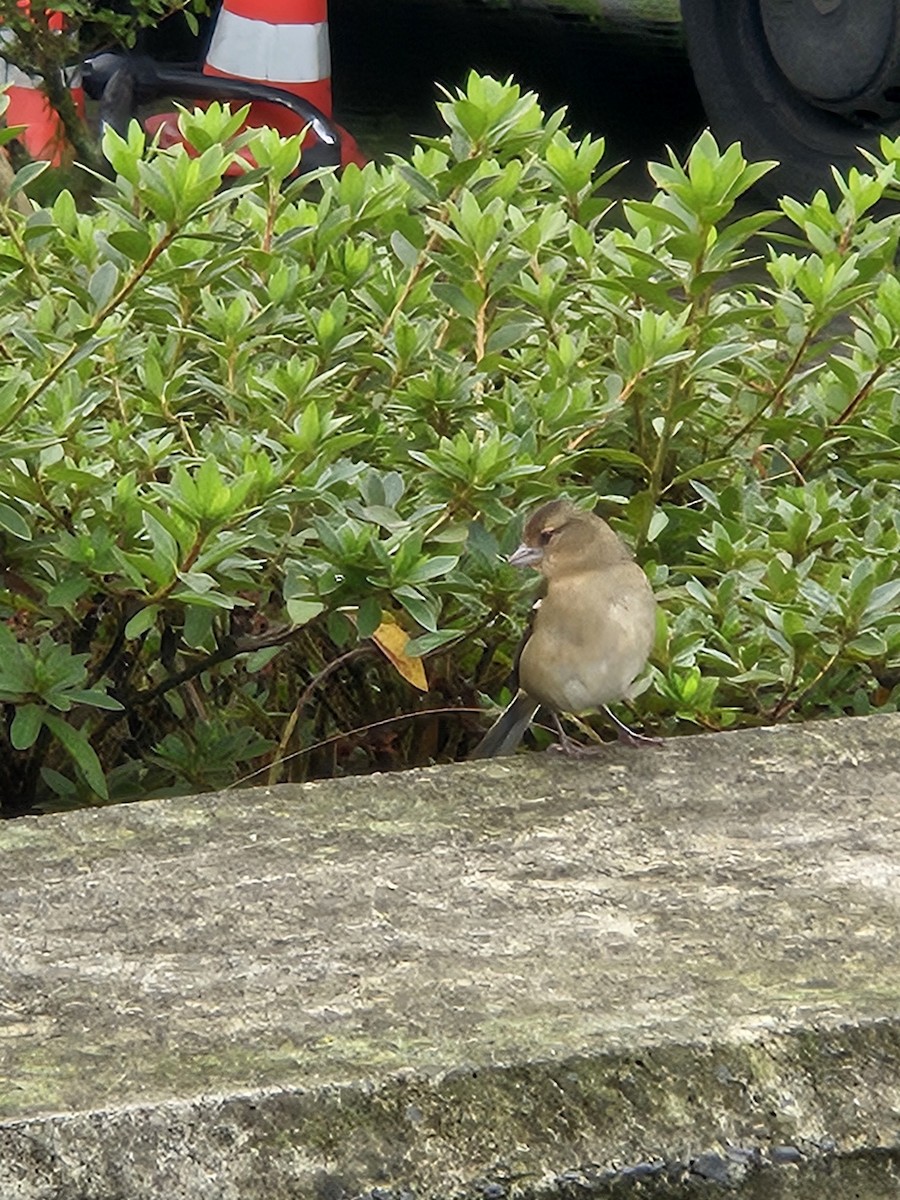 Azores Chaffinch - ML644022778