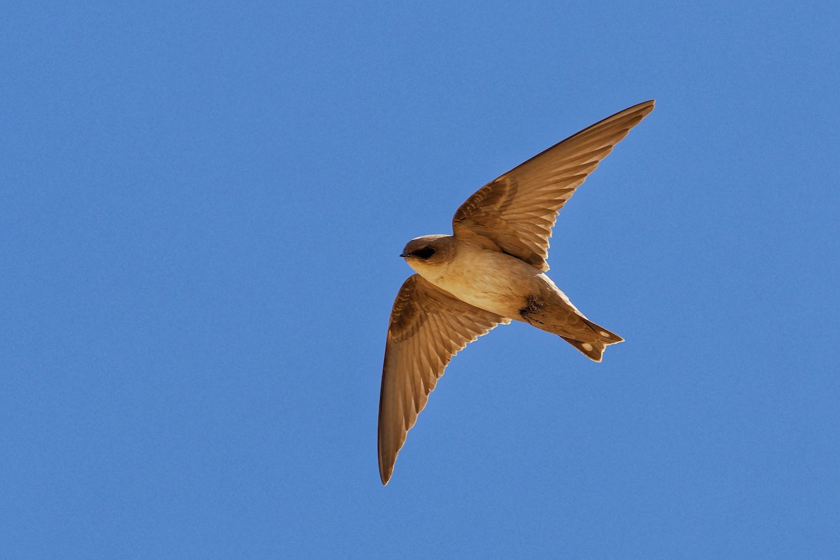 Hirondelle du désert - ML644022788