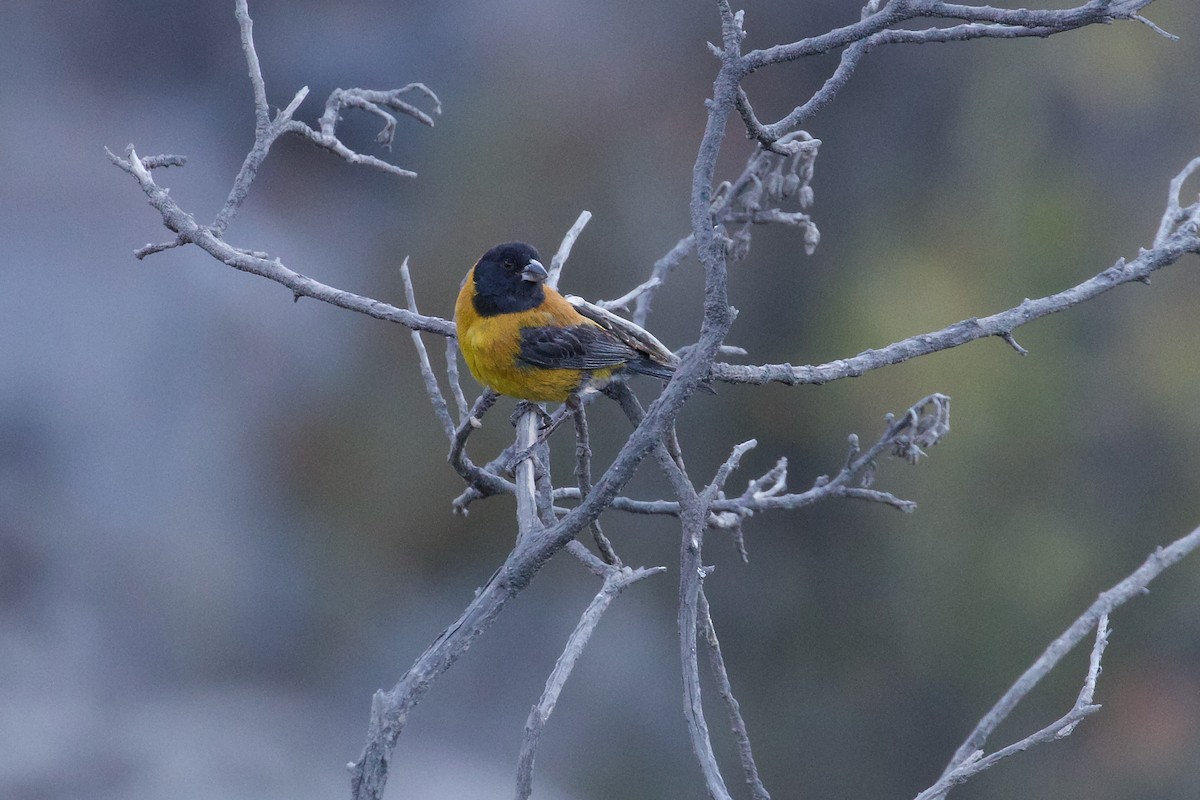 Black-hooded Sierra Finch - ML644022794