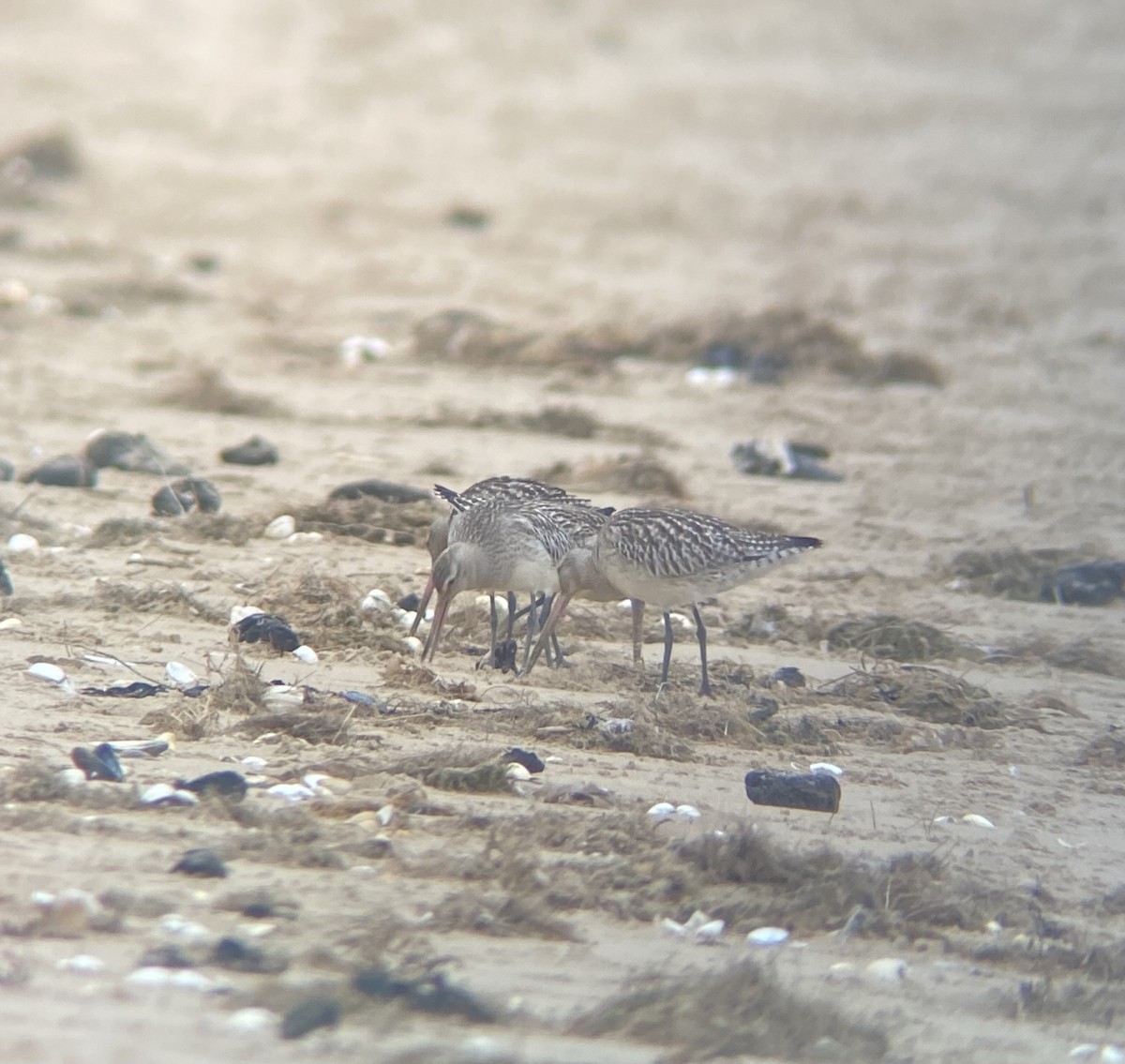 Bar-tailed Godwit - ML644022811