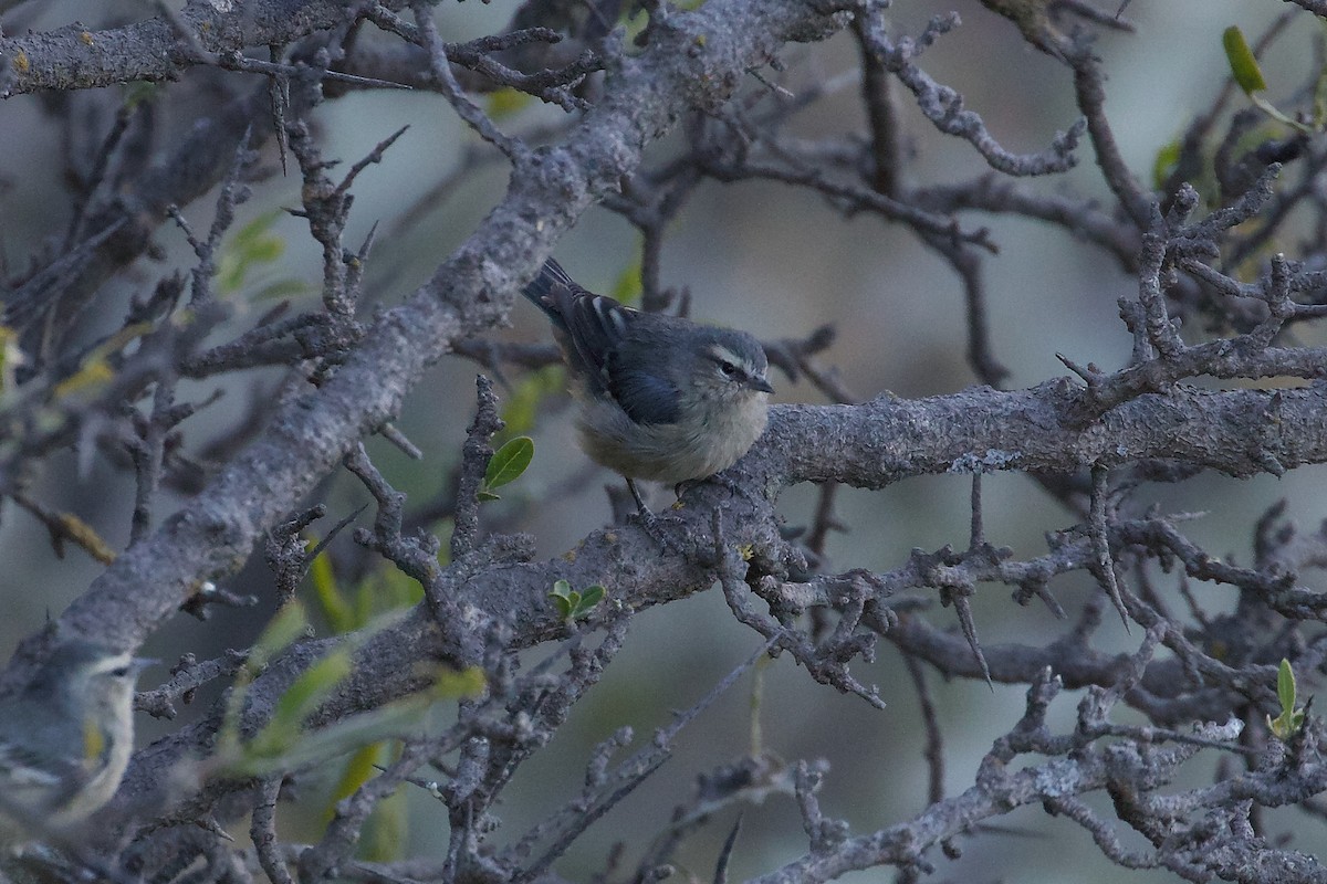 Cinereous Conebill - ML644022813