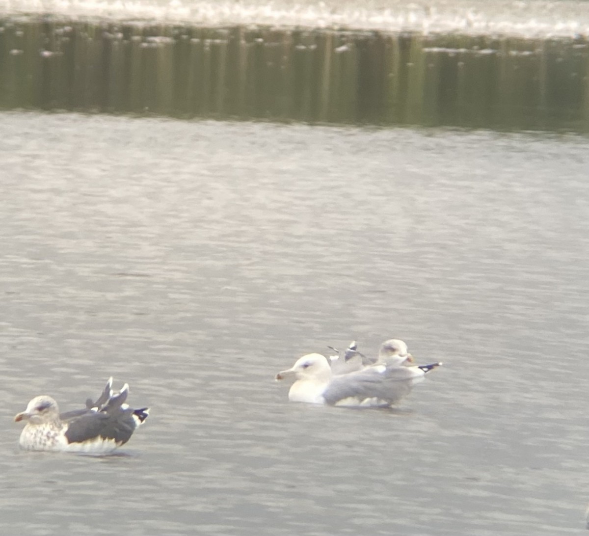 Caspian Gull - ML644022824