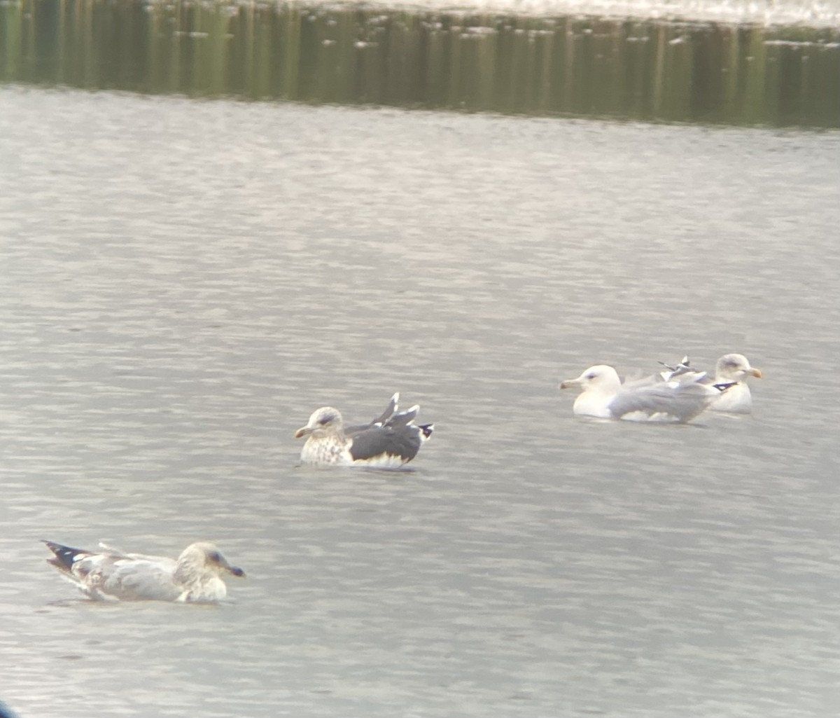 Caspian Gull - ML644022825