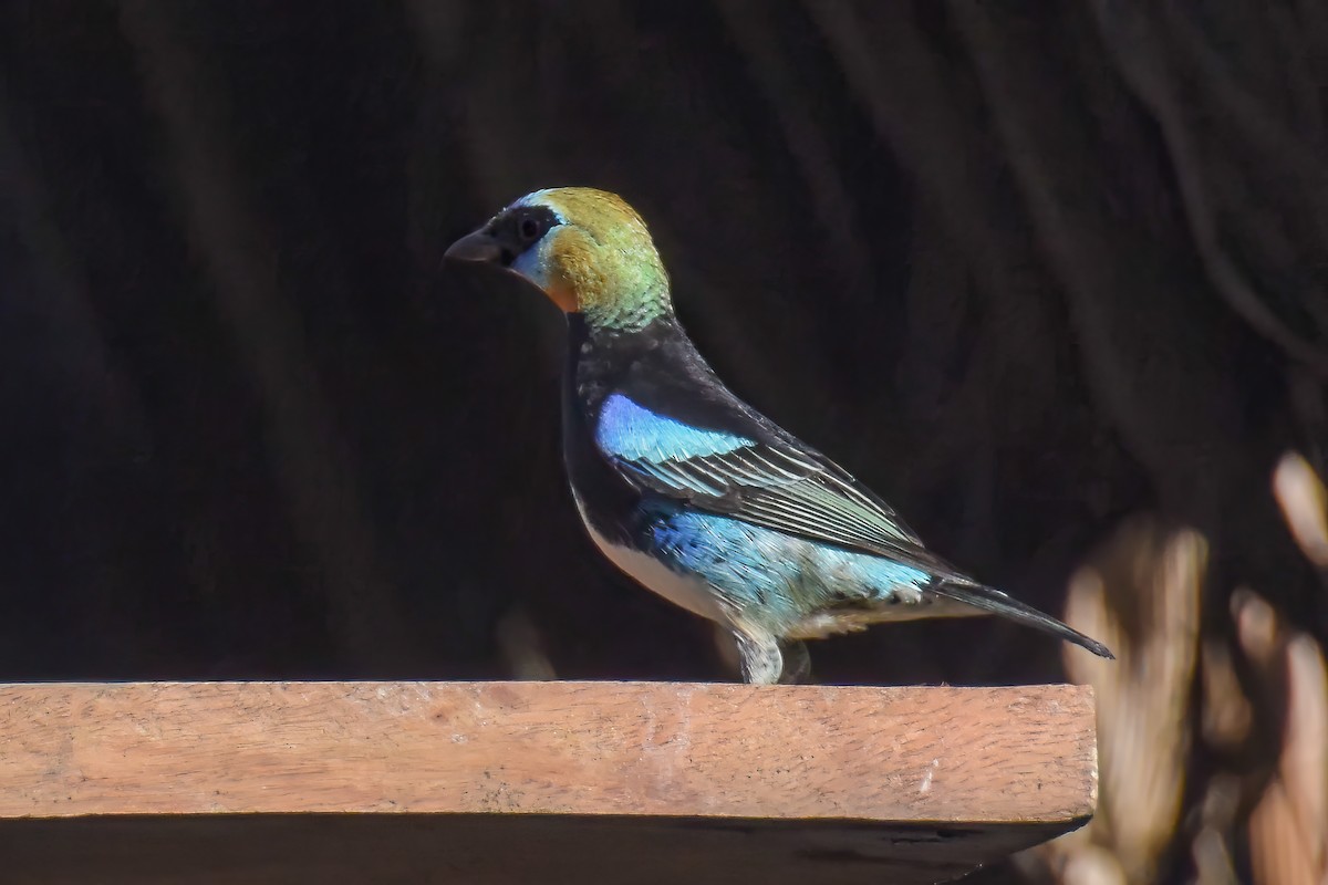 Golden-hooded Tanager - ML644022840