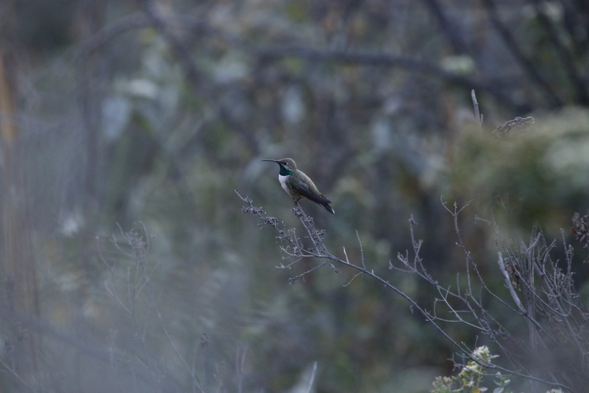 Andean Hillstar - ML644022865