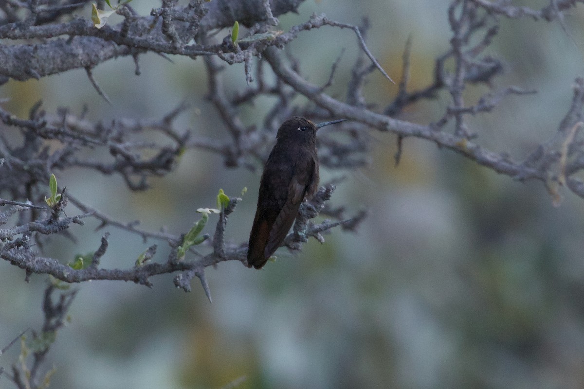 Black Metaltail - ML644022882