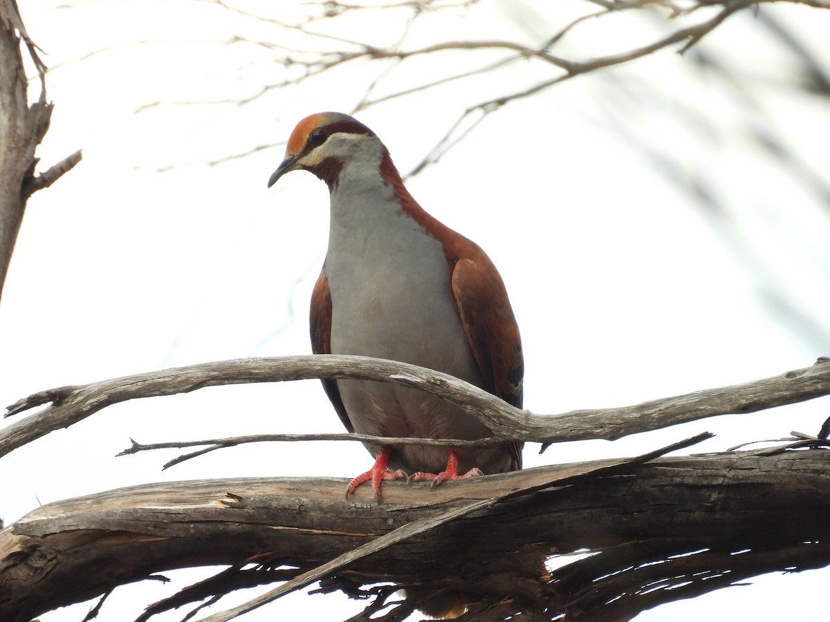 holub pestrokřídlý - ML644022889