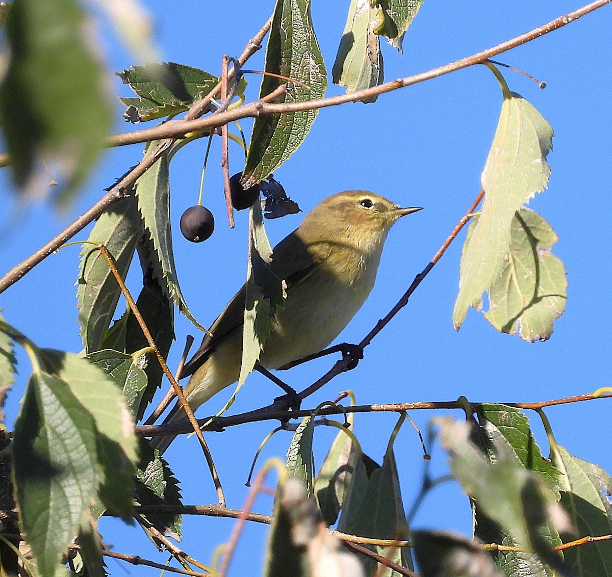 Common Chiffchaff - ML644022896