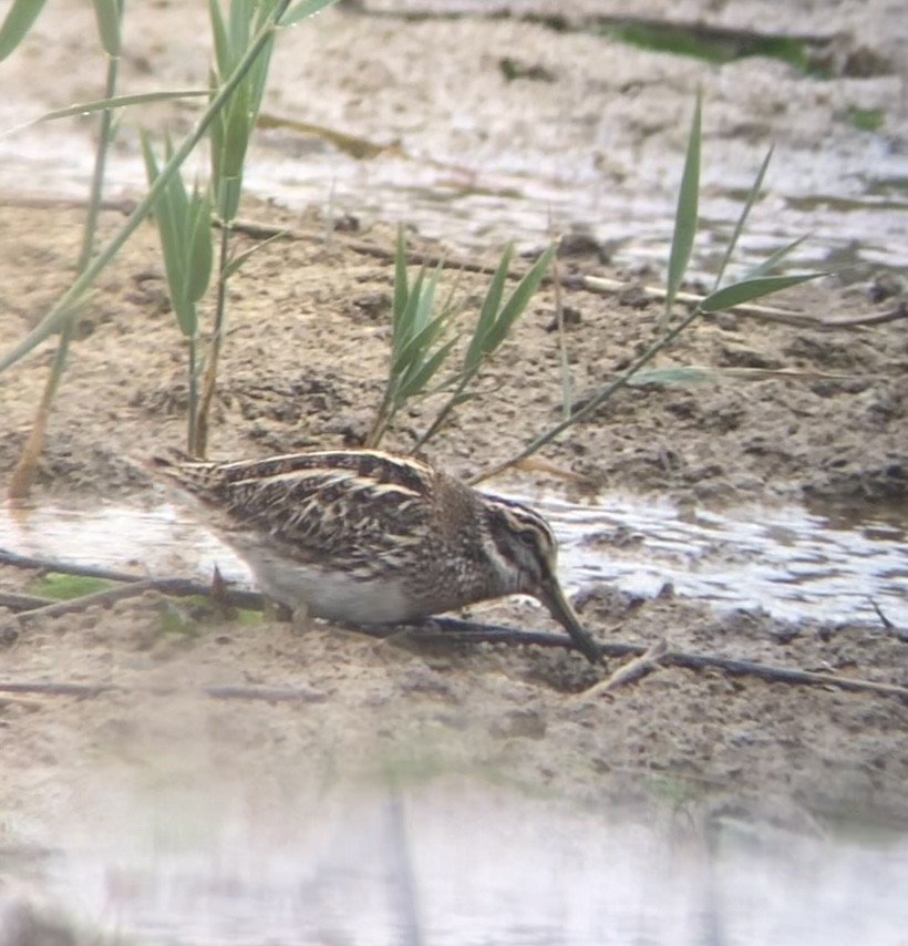 Jack Snipe - ML644022951