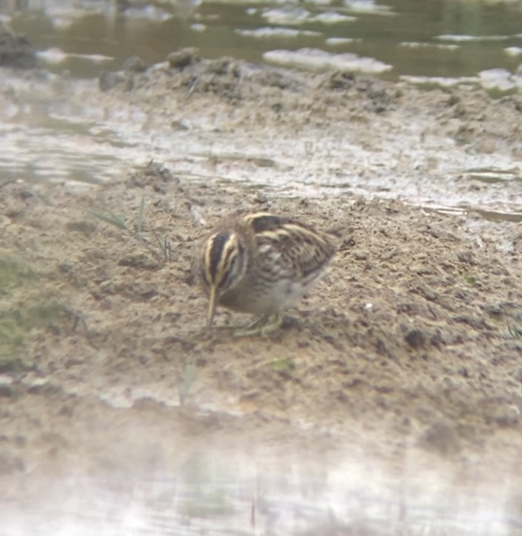 Jack Snipe - ML644022952
