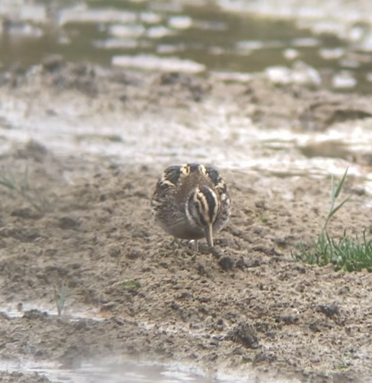 Jack Snipe - ML644022953