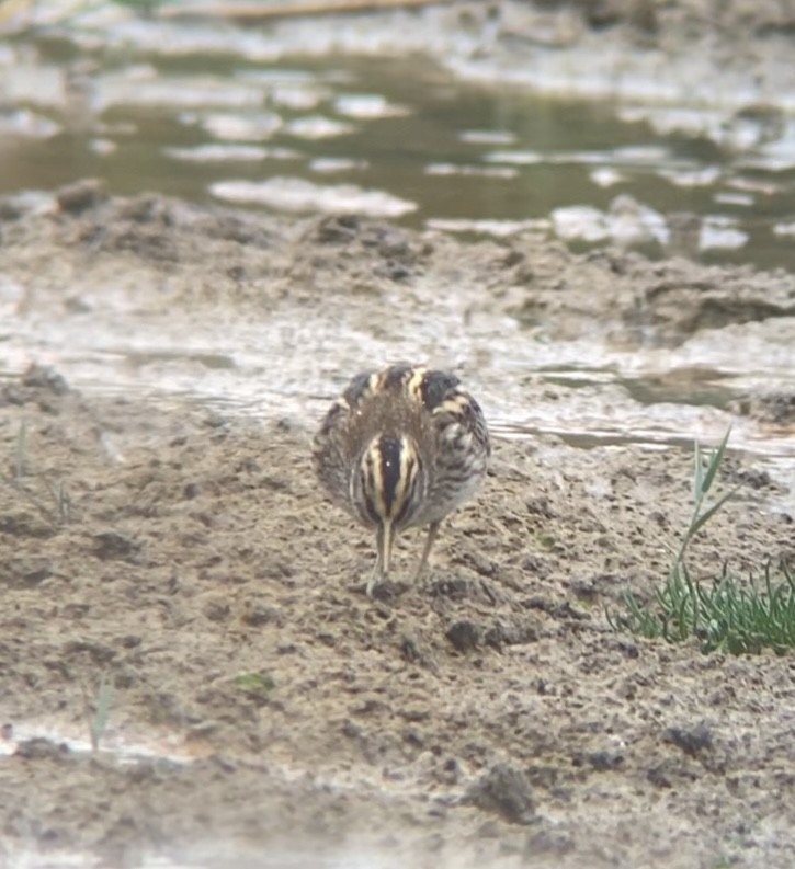 Jack Snipe - ML644022954