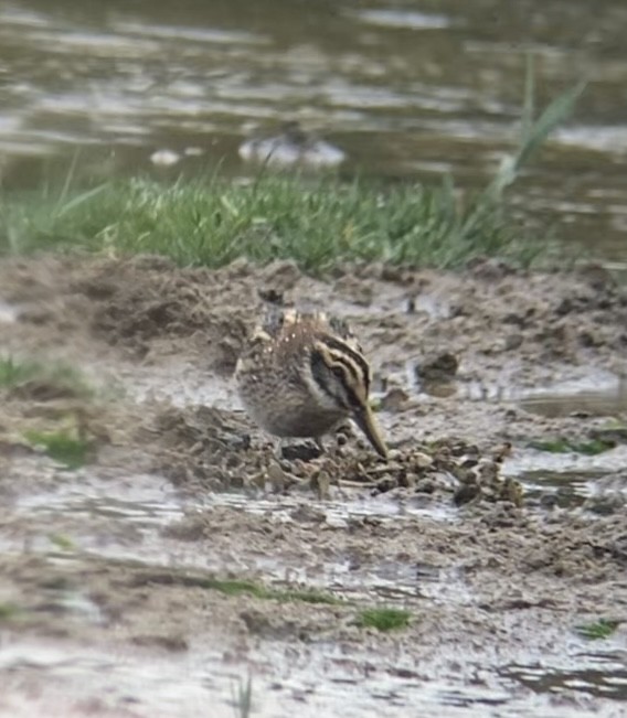 Jack Snipe - ML644022955