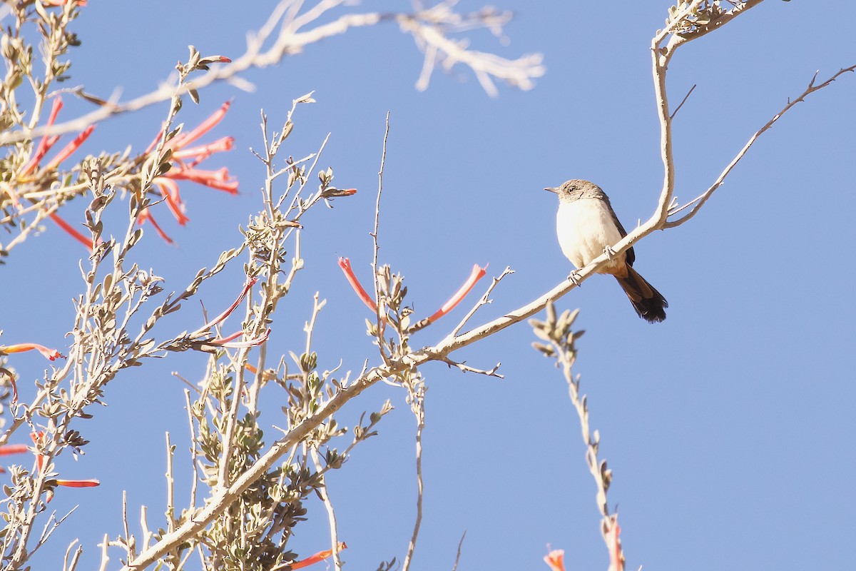 Creamy-breasted Canastero (Dark-winged) - ML644022994