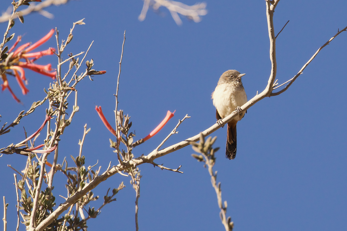Creamy-breasted Canastero (Dark-winged) - ML644023008
