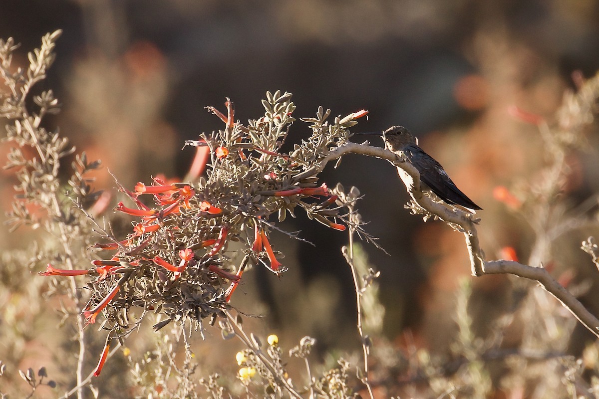 Giant Hummingbird - ML644023029