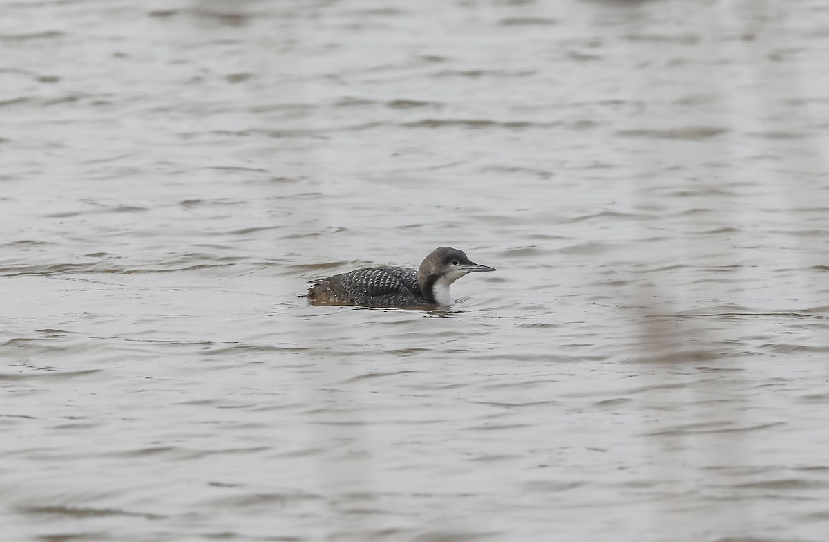 Pacific Loon - ML644023046