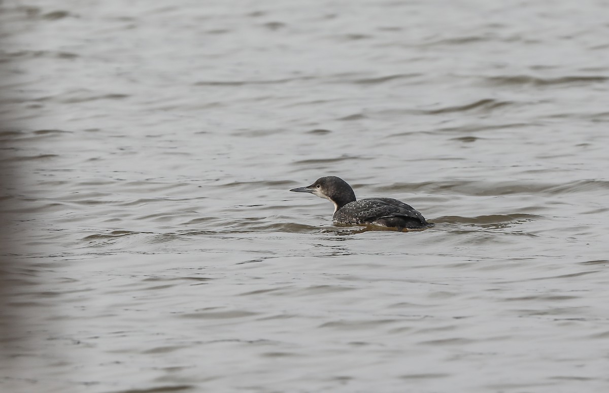 Pacific Loon - ML644023047
