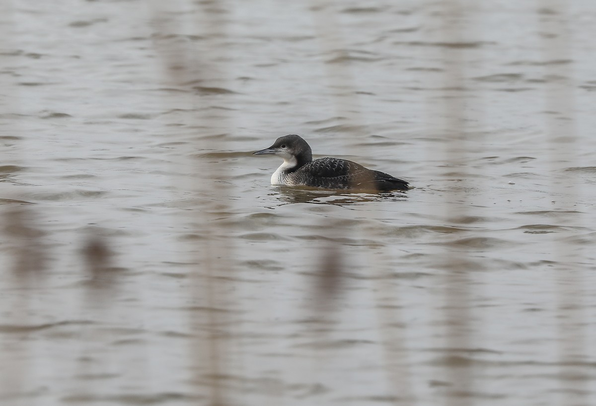 Pacific Loon - ML644023048