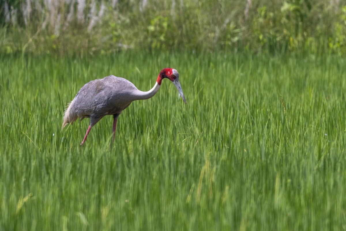 Sarus Crane - ML644023065