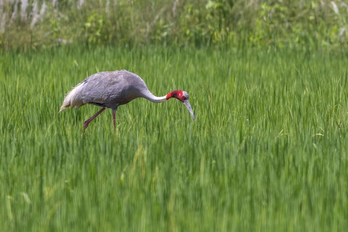 Sarus Crane - ML644023077