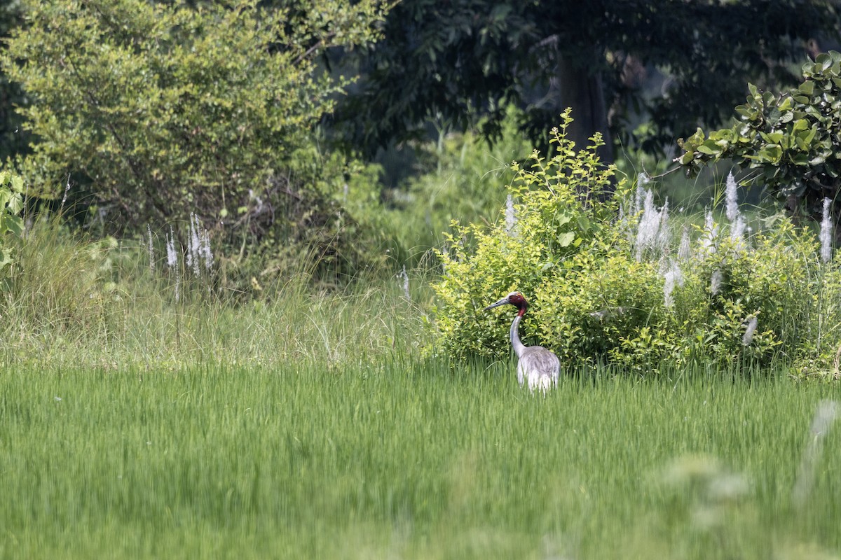 Sarus Crane - ML644023078
