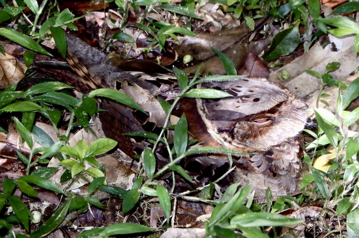 Collared Nightjar - ML644023080