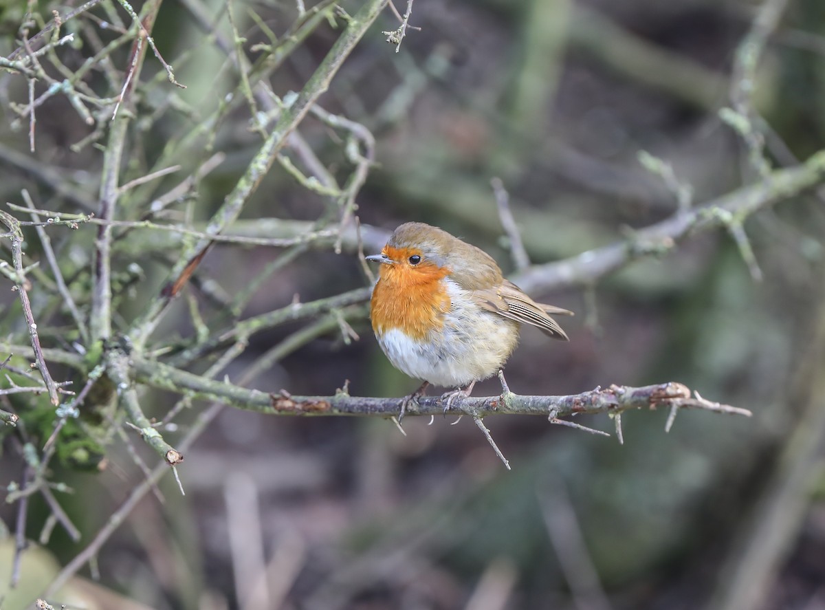 European Robin - ML644023105