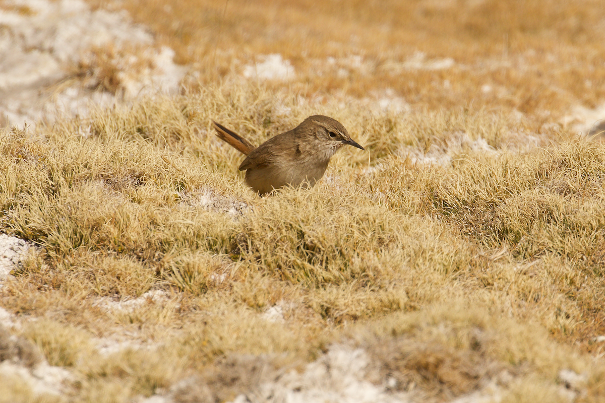 Cordilleran Canastero - ML644023106