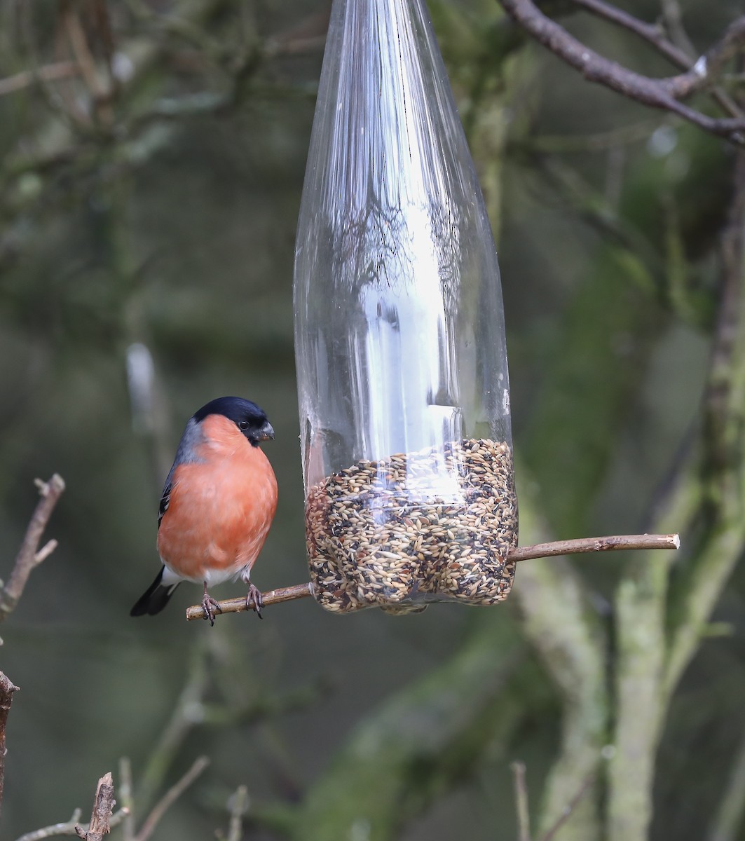 Eurasian Bullfinch - ML644023110