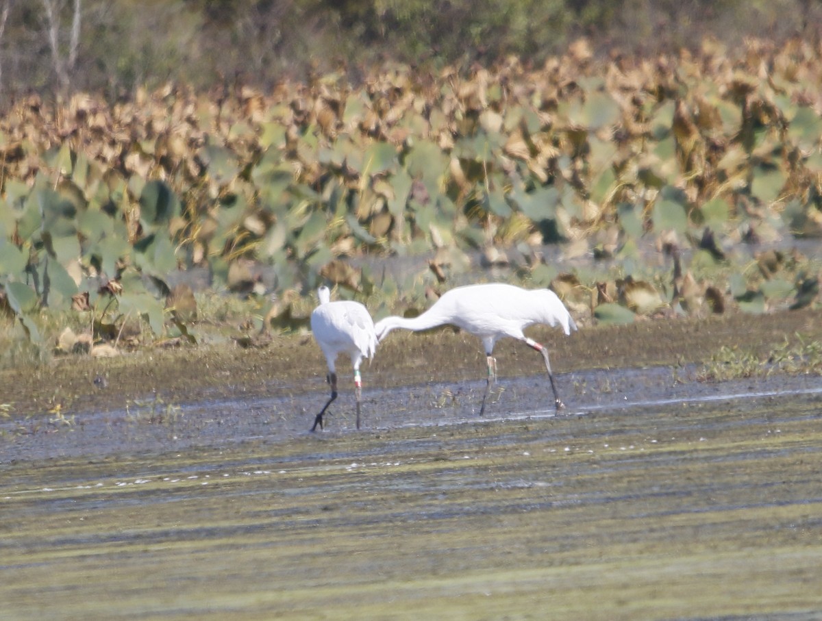 Kurrilo zuria - ML644023126