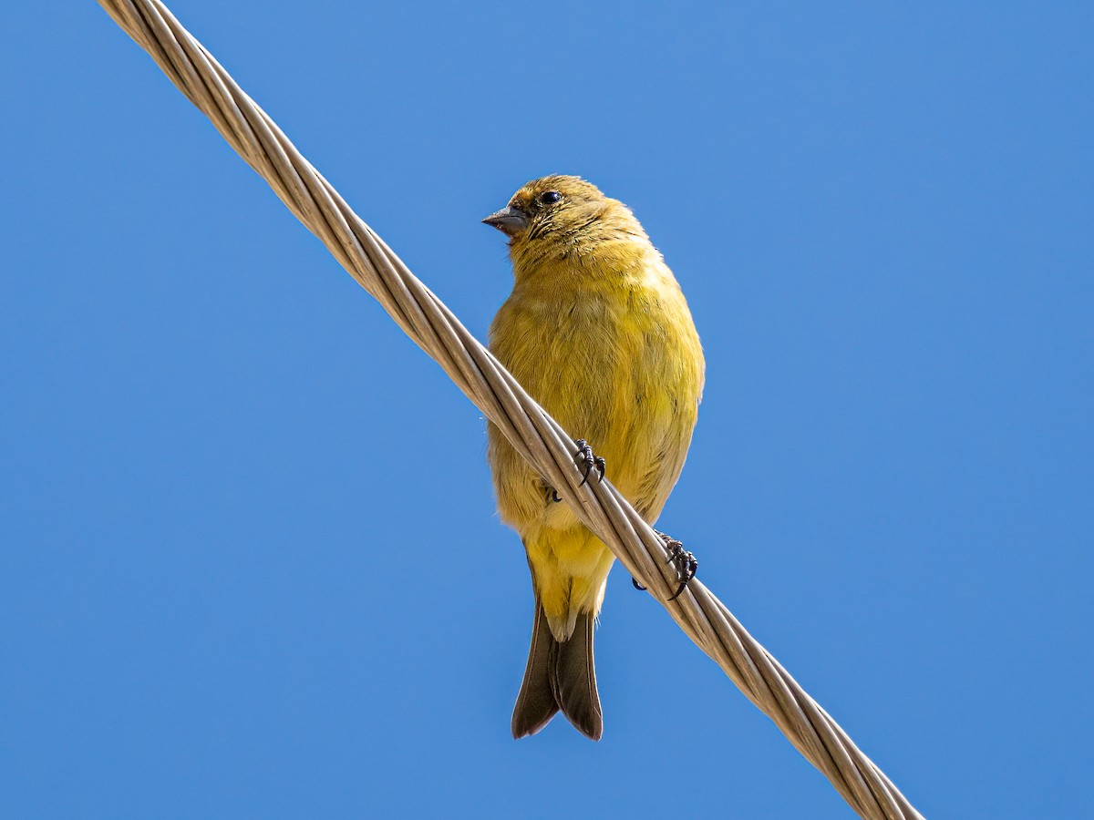 Greenish Yellow-Finch - ML644023128