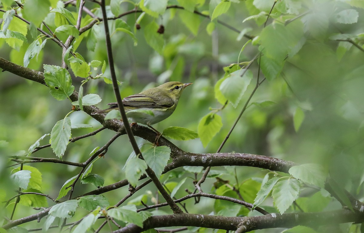 Waldlaubsänger - ML644023160