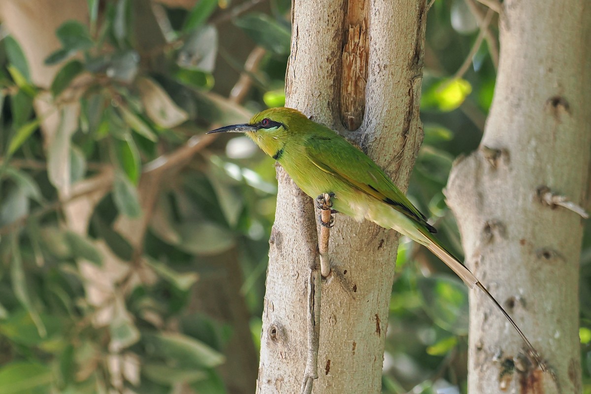 African Green Bee-eater - ML644023161