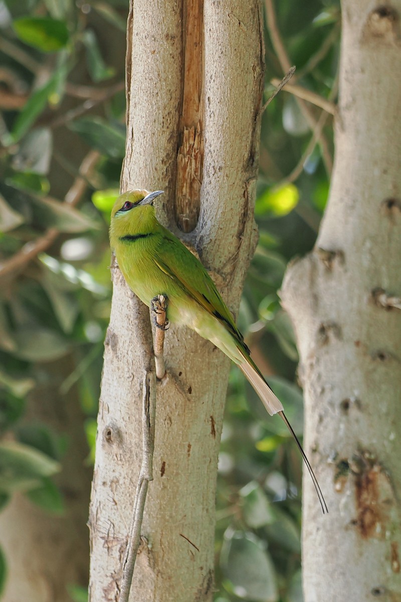 African Green Bee-eater - ML644023162