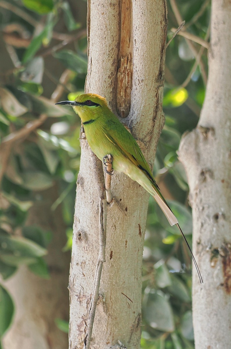 African Green Bee-eater - ML644023163