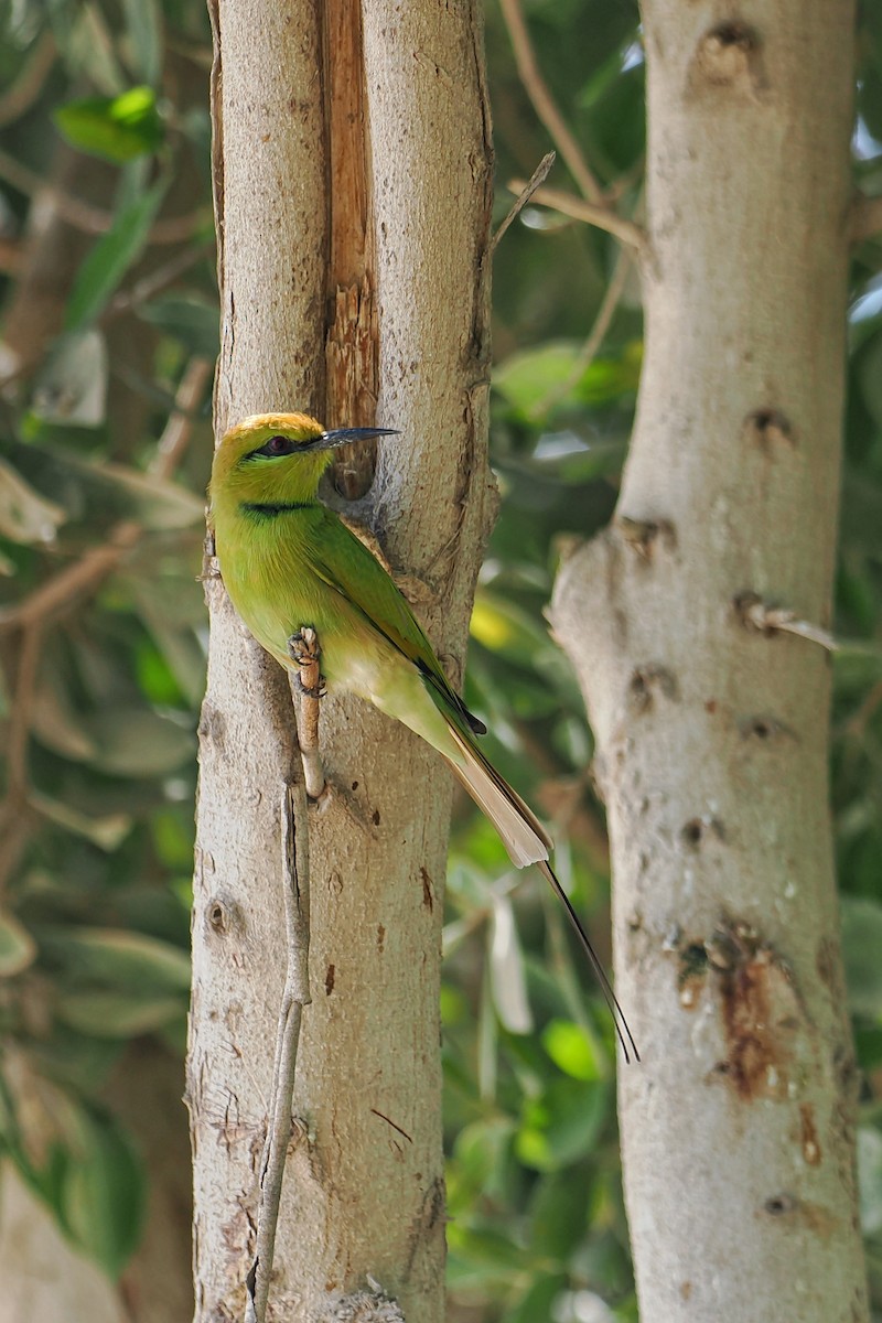 African Green Bee-eater - ML644023164