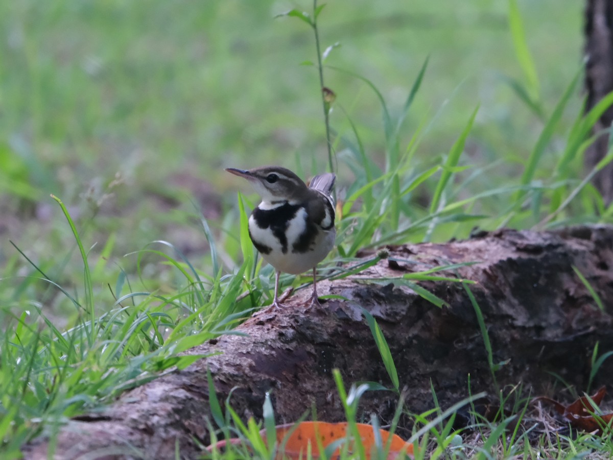 イワミセキレイ - ML644023165