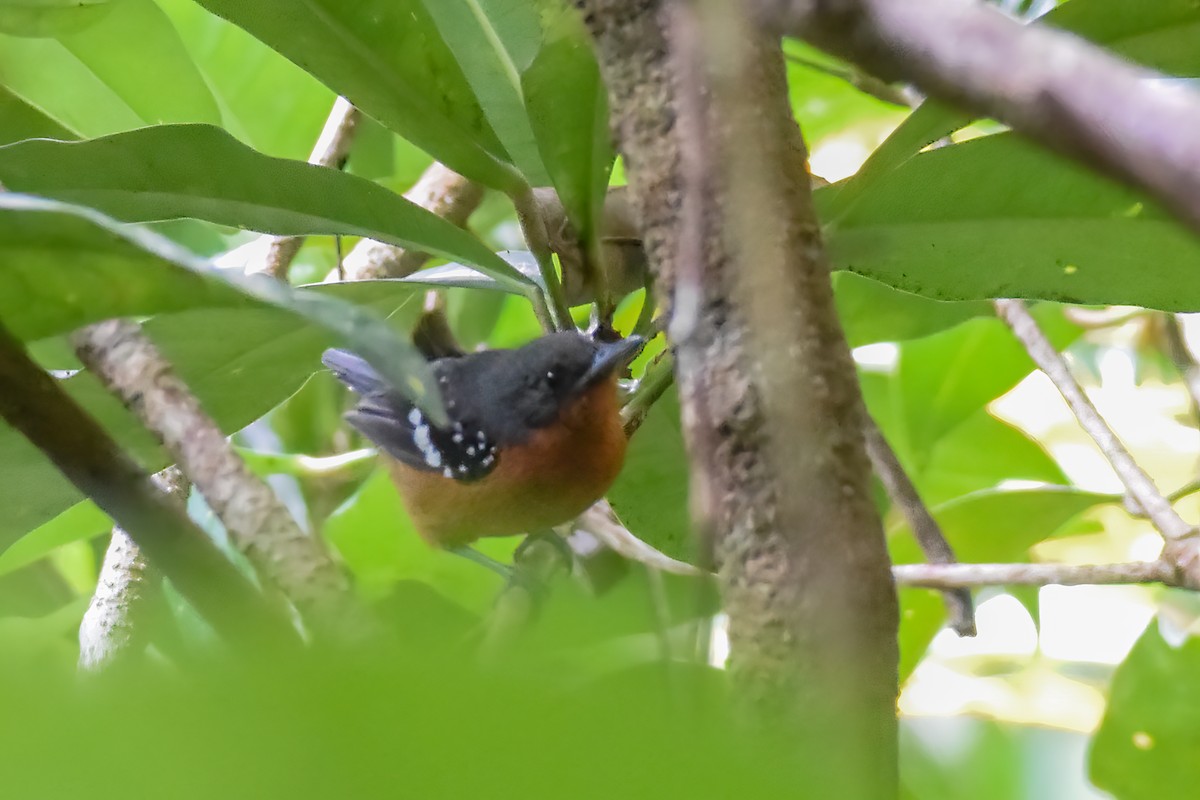 Dot-winged Antwren - ML644023166