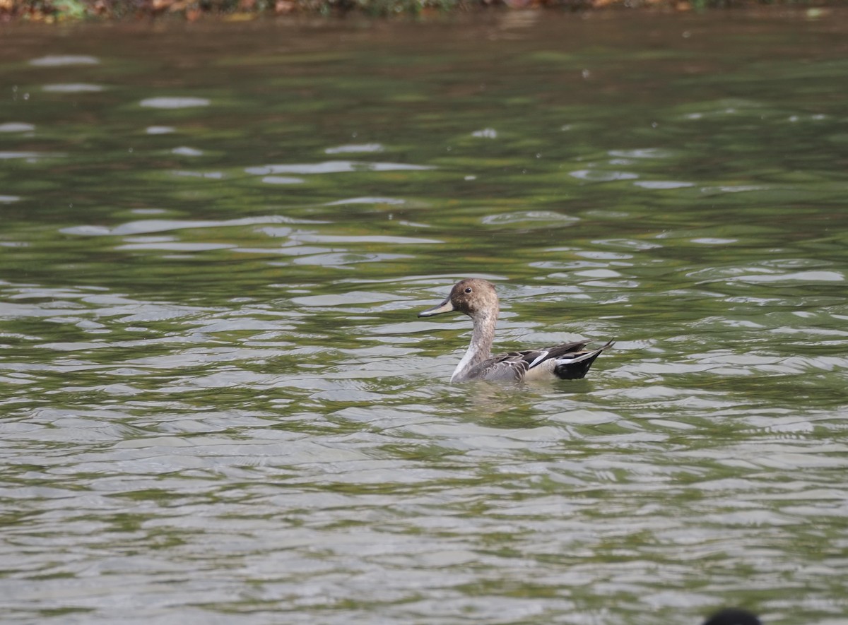 Шовтгор алаг нугас - ML644023168