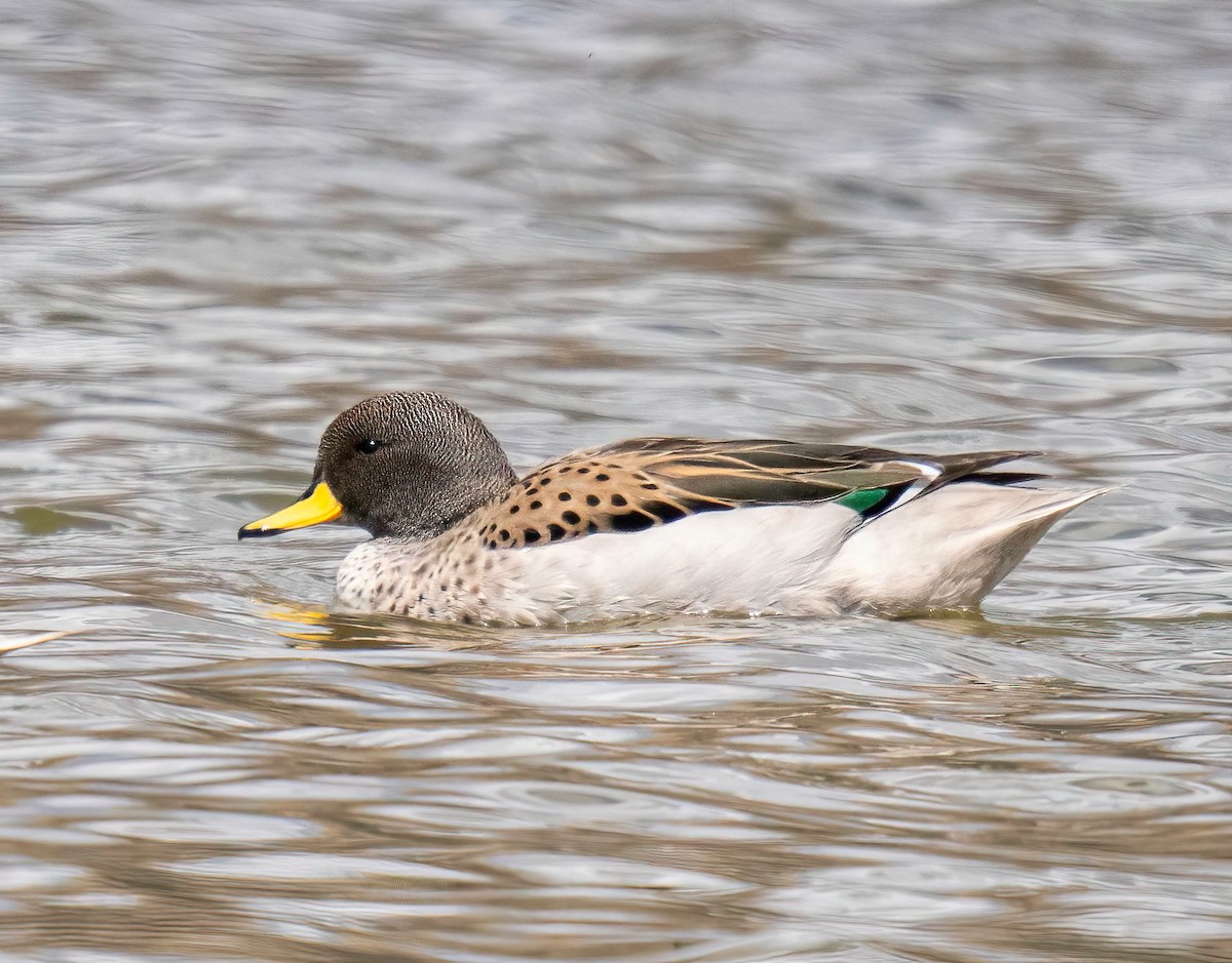Yellow-billed Teal - ML644023169